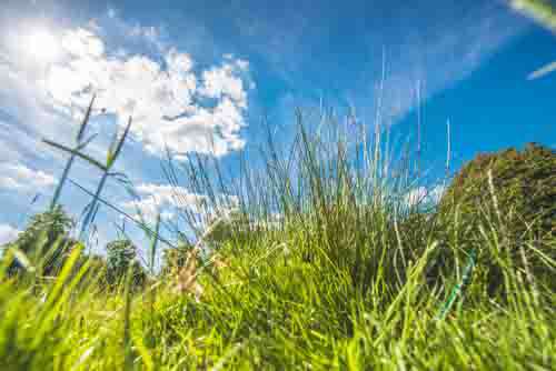 Healthy Green Grass With Blue Summer sky