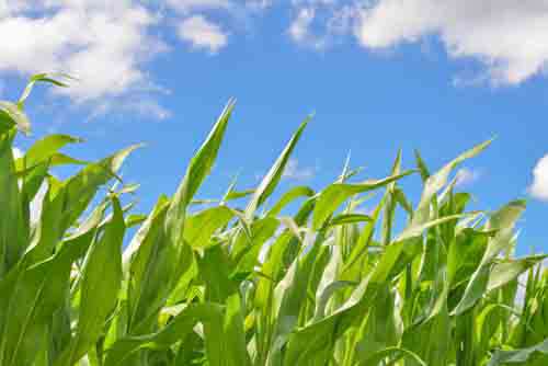 Field Of Corn In Summer And Blue Sky