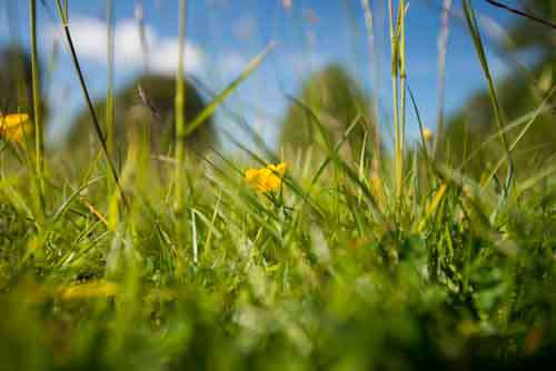 Yellow Buttercup Flower In Summer Green Grass