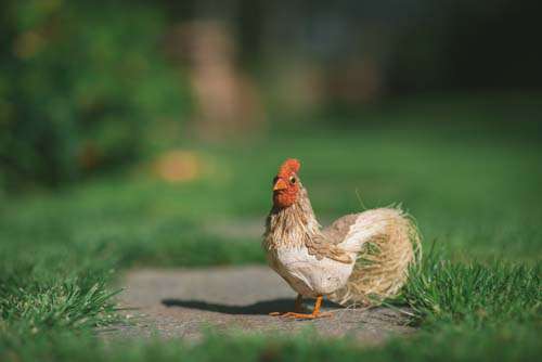 Funny Model Rooster Sitting In A Garden