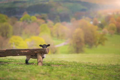 Cute Black Sheep Hiding In Countryside