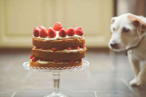 Fresh Strawberry Cream Cake With Interested Dog