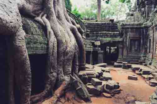 Huge Tree Roots At Angkor Wat Temple Ruins