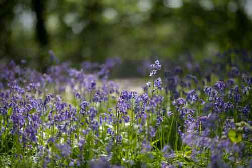Purple Bluebells In British Countryside