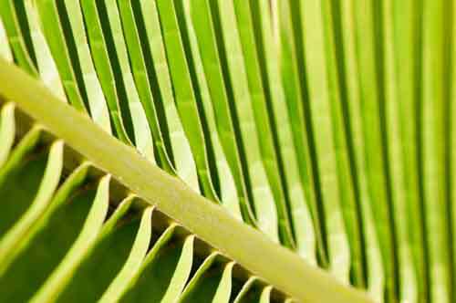 Close Up Of Palm Leaf In Sun