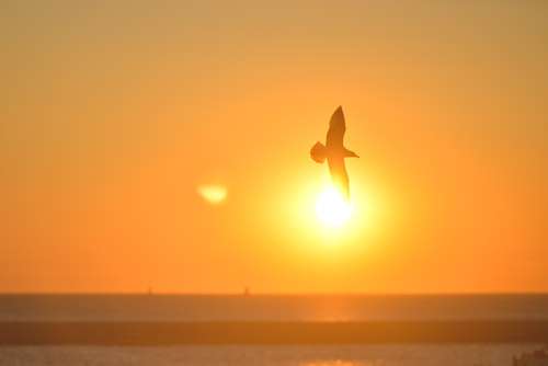 Silhouette of Bird Flying Infront Of Sunset