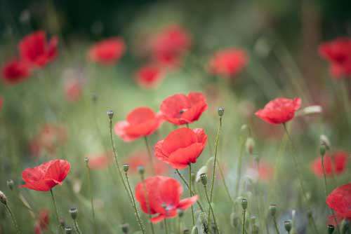 Red Poppies In A Wild Meadow