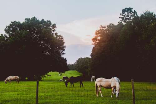 Sunlight Over Grazing Horses Photo