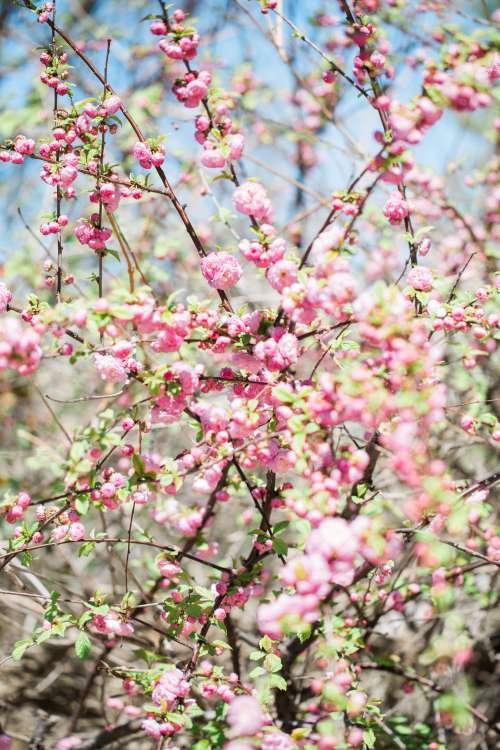 Pink Flowers Blooming On Tree Branches Photo