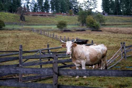 Single Cow Greets Their Visitor Photo