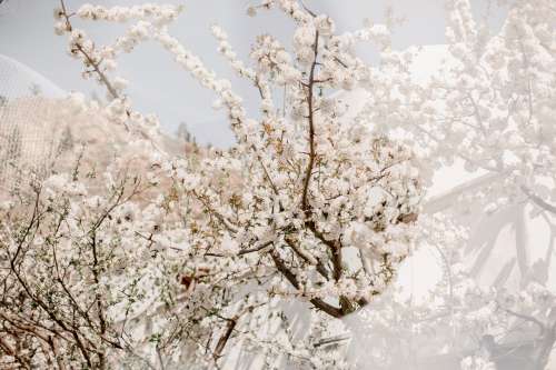 White Cherry Blossom Flowers Reflection Photo