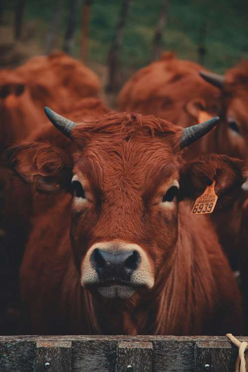 Cow Stands Patiently For His Close Up Photo