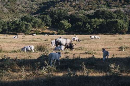Cattle Graze In Rural Italy Photo