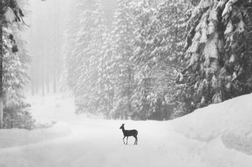 Single Deer On Snow Covered Road Photo