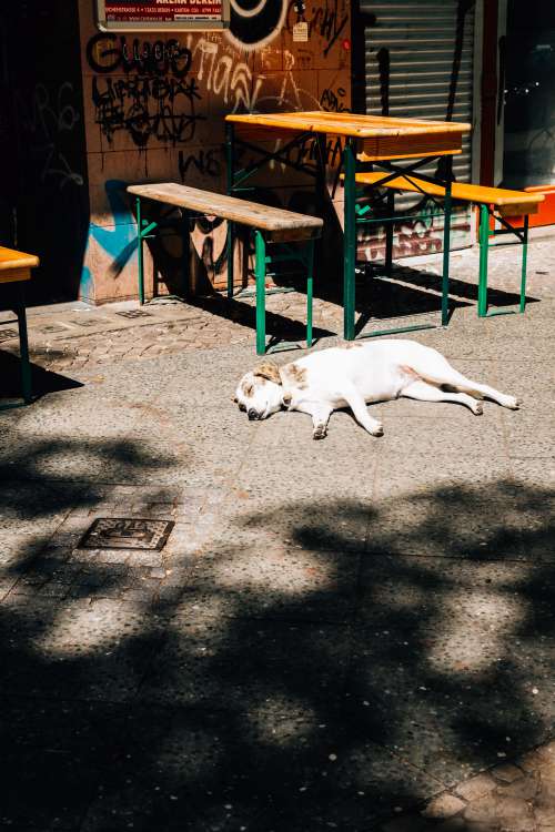 Dog Lounging On A Sunlit Street Photo