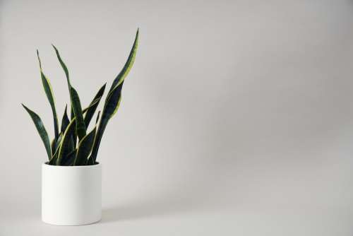 Houseplant In White Pot On Minimalist Background Photo