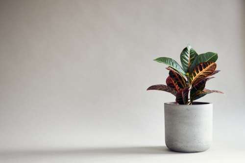 Minimalist Red And Green Houseplant On Grey Background Photo