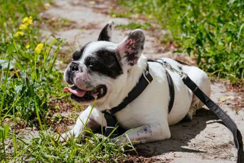 French Bulldog lying in the sun on a hot day