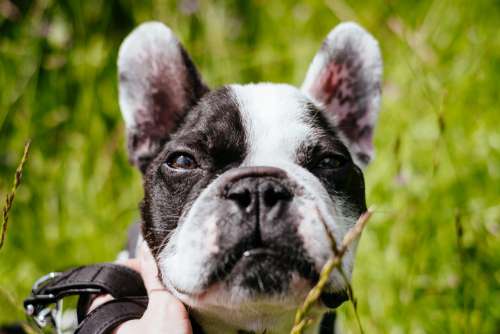 French Bulldog face closeup
