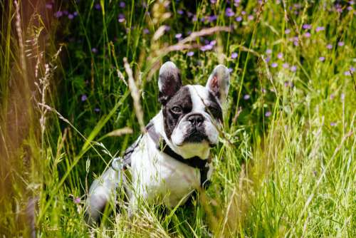 French Bulldog portrait in the meadow