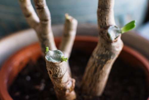 Neglected jade plant coming back to life