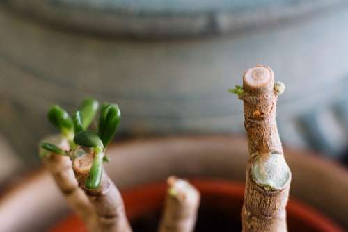 Neglected jade plant coming back to life 2