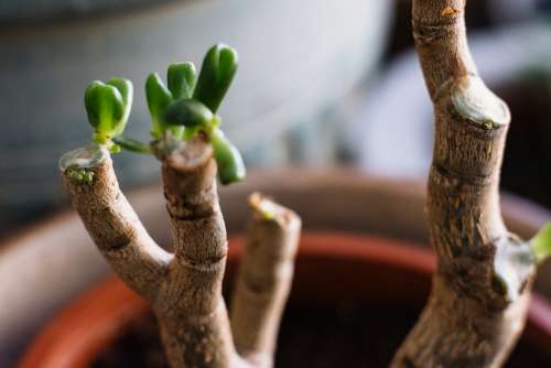 Neglected jade plant coming back to life 3