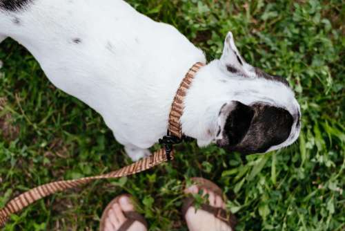 French Bulldog on a leash 3