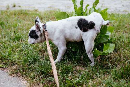 French Bulldog peeing on a plant