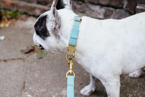 French Bulldog wearing a collar closeup