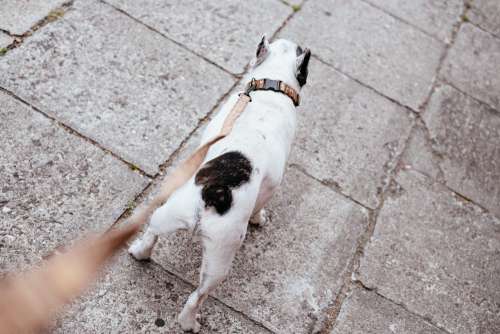 French Bulldog on a leash 4