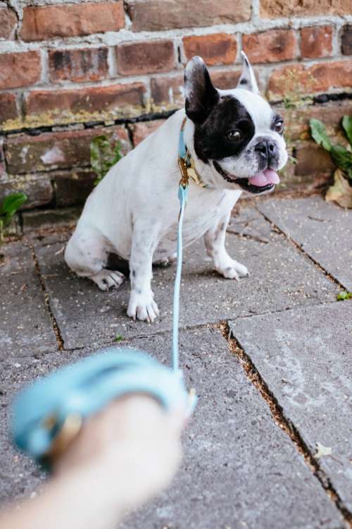 French Bulldog on a leash 5
