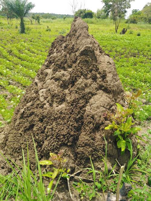 termite mound, termitary, biogenic, field, agriculture, botanical garden, green space, nature, environment, plant, rural area