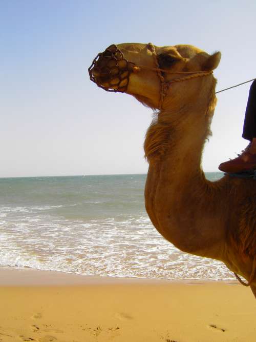 animals, camel, beach, nature, wildlife