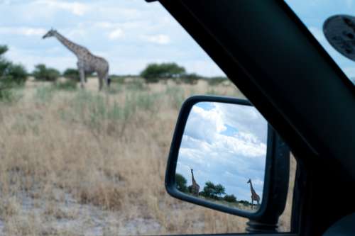 road trip, travel, vehicle, car, mirror, landscape, nature, zoo, wildlife, grass, giraffe, animals