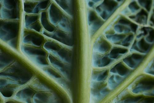Cabbage Leaf Macro Free Photo