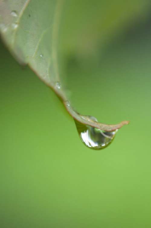 Dew Drops Free Photo