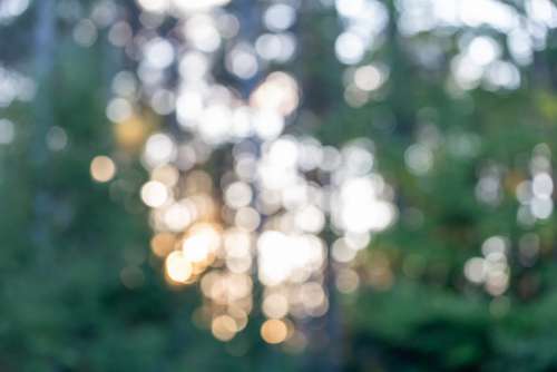 Forest Bokeh Free Photo