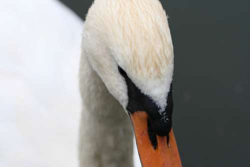 Swan Close up Free Photo