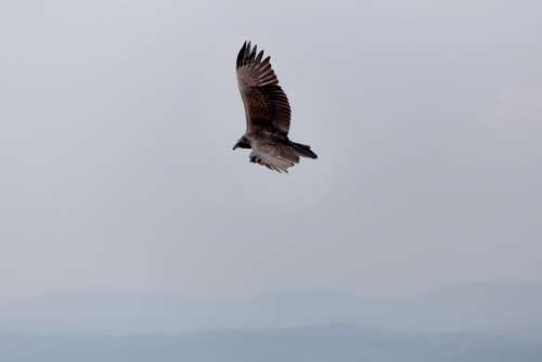 Bird Flying Sky Free Photo