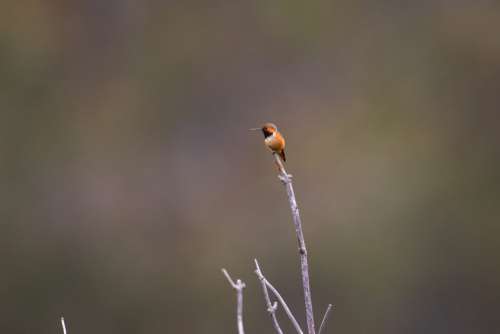 Hummingbird Nature Free Photo