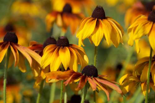 Black Eyed Susan Free Photo