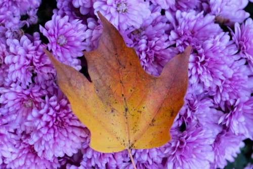 Autumn Foliage Leaf Free Photo