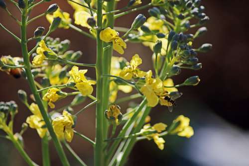 A Bee On Yellow Broccoli Flowers