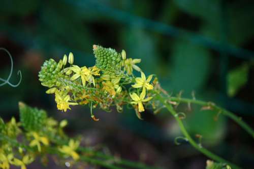 Bulbinella Flowering Yellow