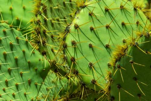 Green Cacti Background