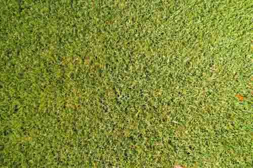 Rough Green Grass Texture