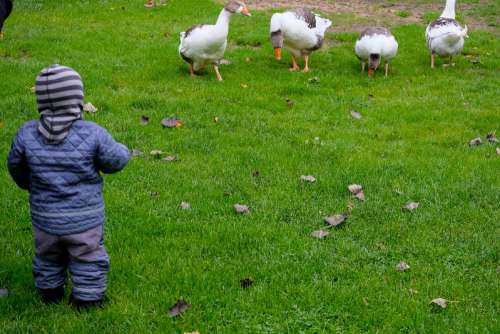 Kids Playing With Geese