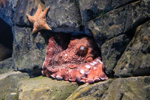 Octopus Sleeping Next to a Starfish