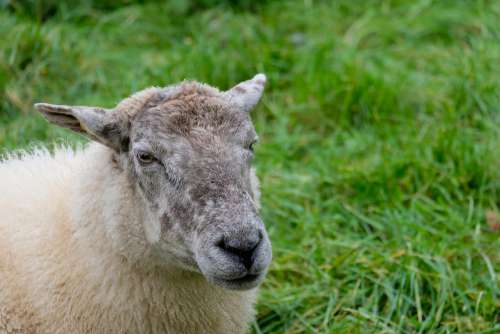Sheep With Grass in the Background